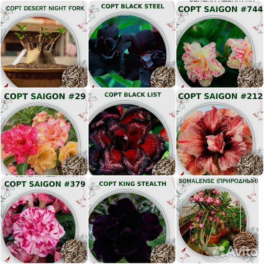 Адениум на заказ, в наличии нет