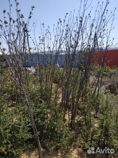 Ель голубая, пихта, кедр, рябина. Саженцы