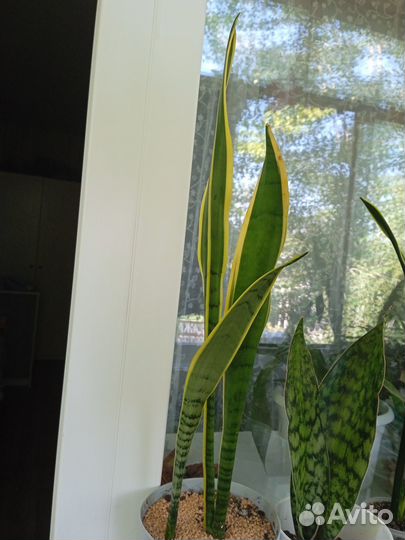 Сансевиерия Натали (Silver Clone)