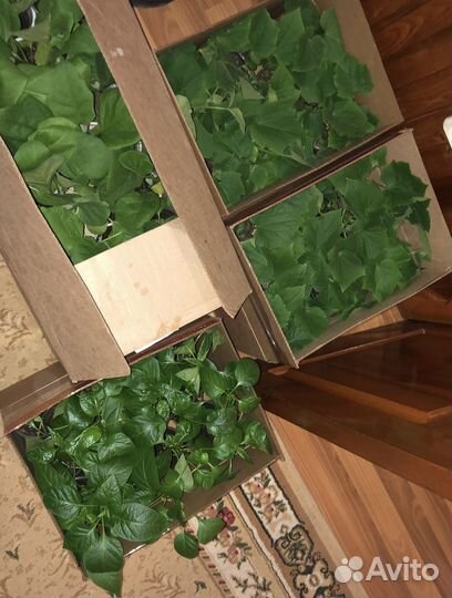 Рассада помидор,огурцов,перцев,баклажан и цветов