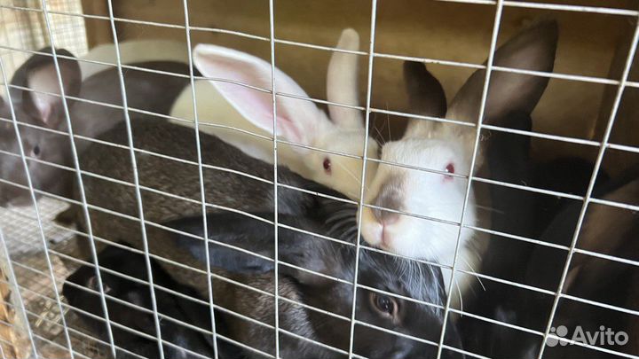 Калифорнийские кролики