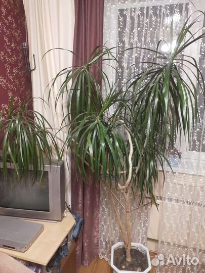 Драцена маргината окаймленная