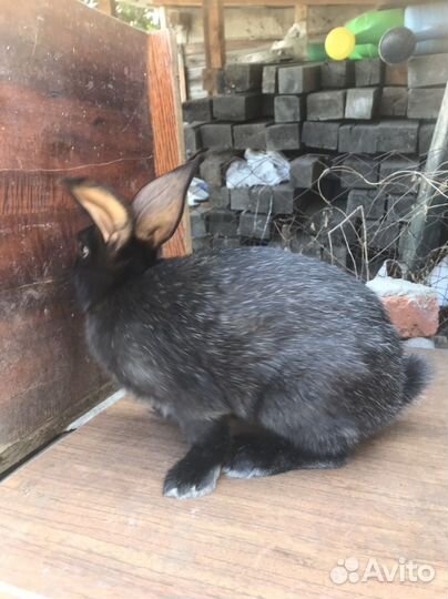 Полтавское серебро