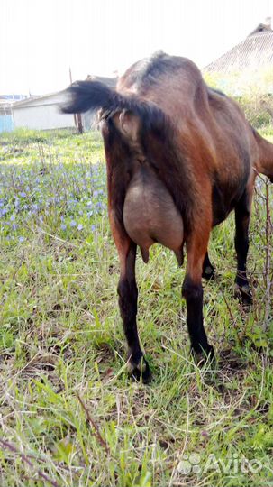 Дойные козы