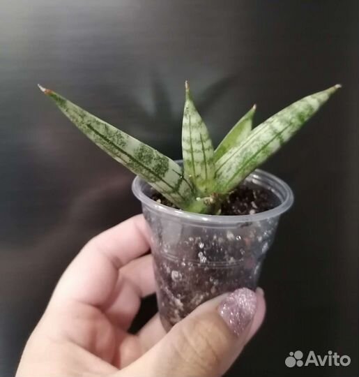 Цветы : Сансевиерия