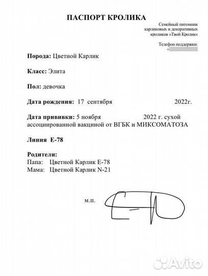 Декоративные кролики