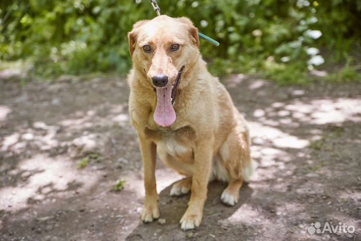 В добрые руки изящная собака Джима