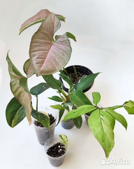 Растения наборами