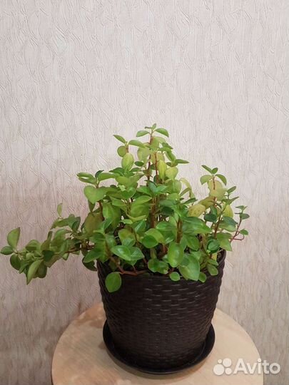 Пеперомия головатая