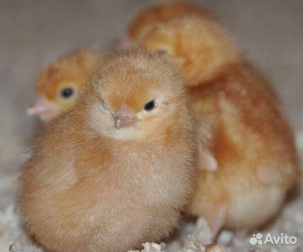 Петушки Ломан Браун