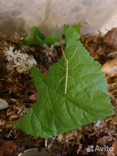 Улитка Суббулина октона и другие