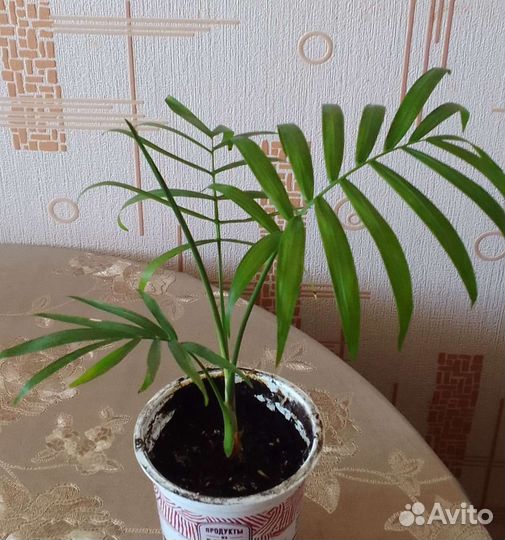 Хамедорея, рео, крассула (толстянка), строманта