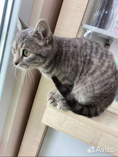 Кошка в дар