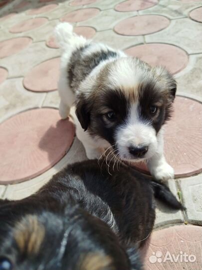 Собака в добрые руки щенок