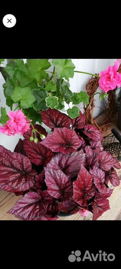 Экзакум, бегония инка файер