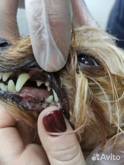 Ультразвуковая чистка зубов для собак, животных