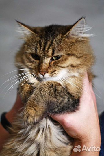 Кошка ищет дом
