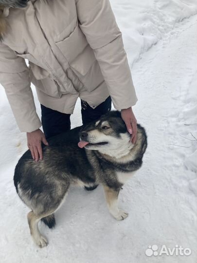 Собака в добрые руки