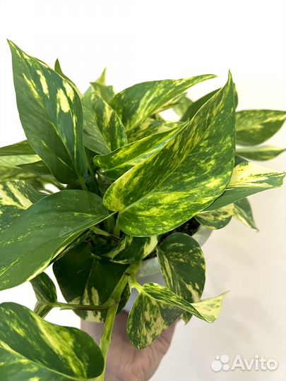 Сциндапсус золотистый эпипремнум