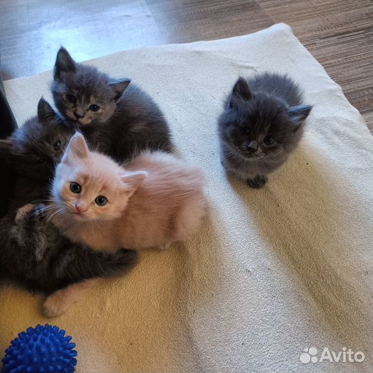 Отдадим в добрые руки очаровательных котят