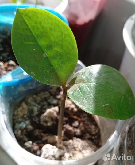 Замиокулькас (долларовое дерево)