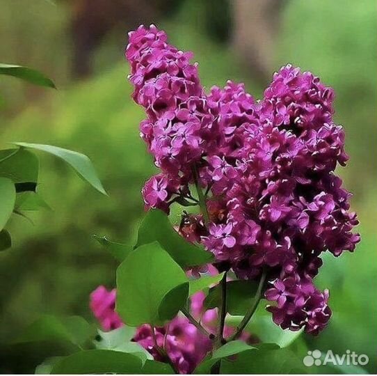 Сирень разные сорта Мажентовая