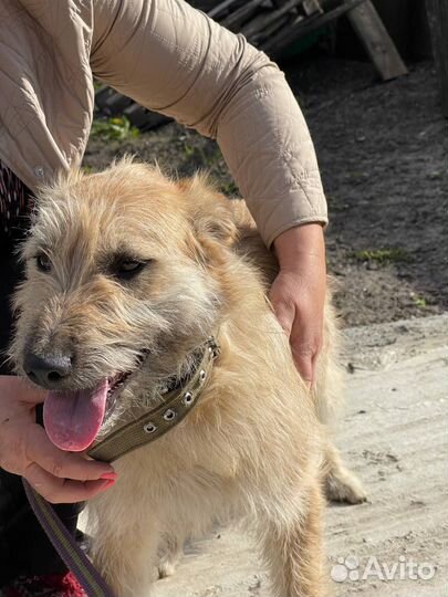 Собака в добрые руки