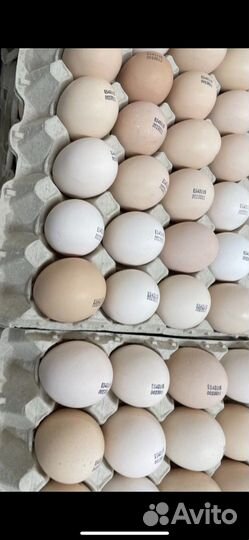 Инкубационное яйцо