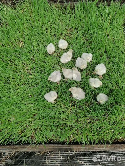 Цыплята породы Брама Лаванда