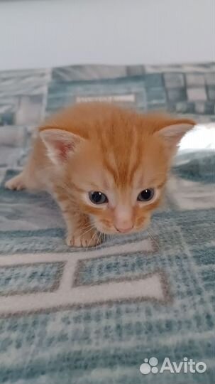 Котята не вдуплята - ласковые мурчалки