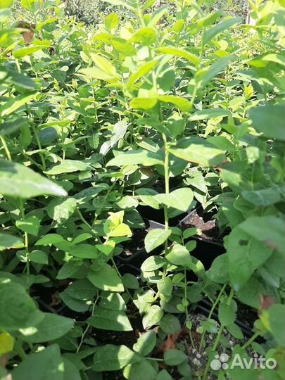 Саженцы голубики Опт