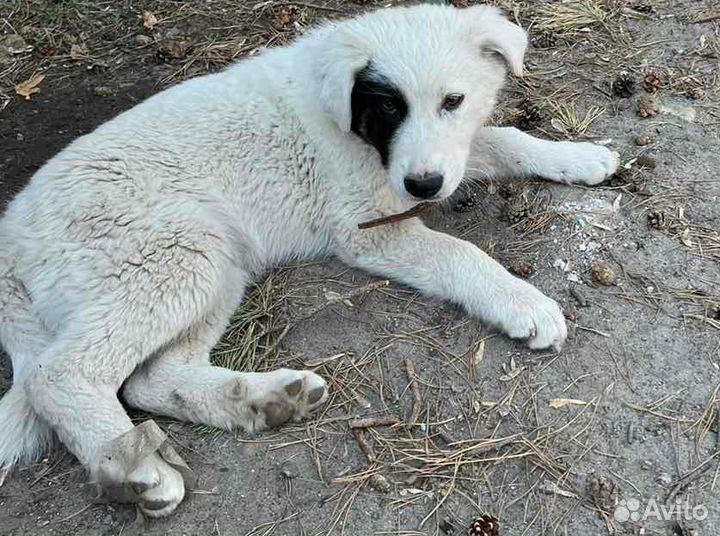 Щенок в добрые руки