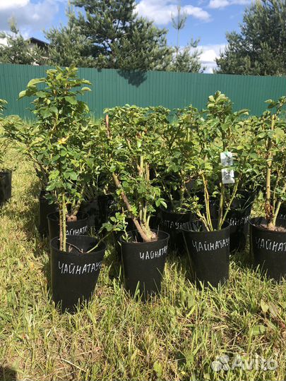 Саженцы плетистых роз