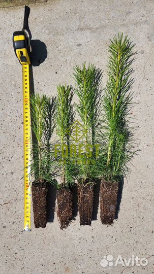 Сеянцы сосны обыкновенной зкс