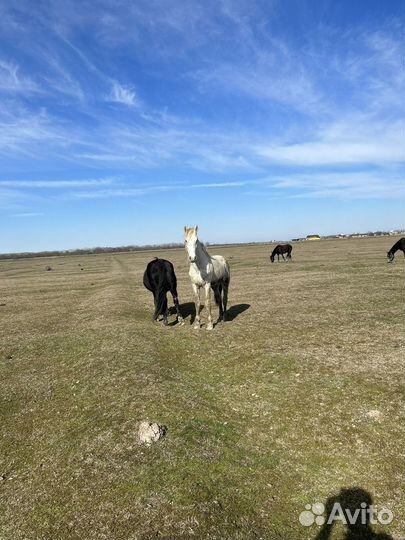 Лошадь жеребец