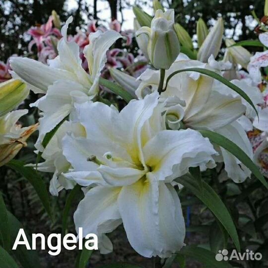 Клубника, Лилии, Гортензии, Петунии, Голубика