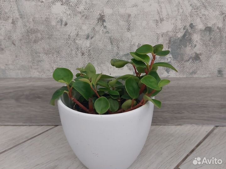 Пеперомия туполистная