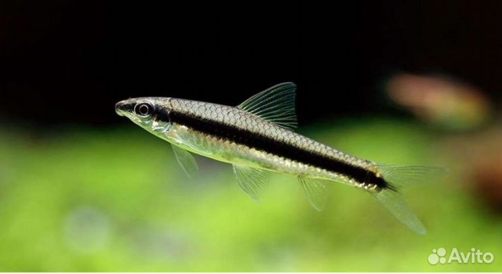Водорослеед сиамский Аквариумные рыбки в магазине