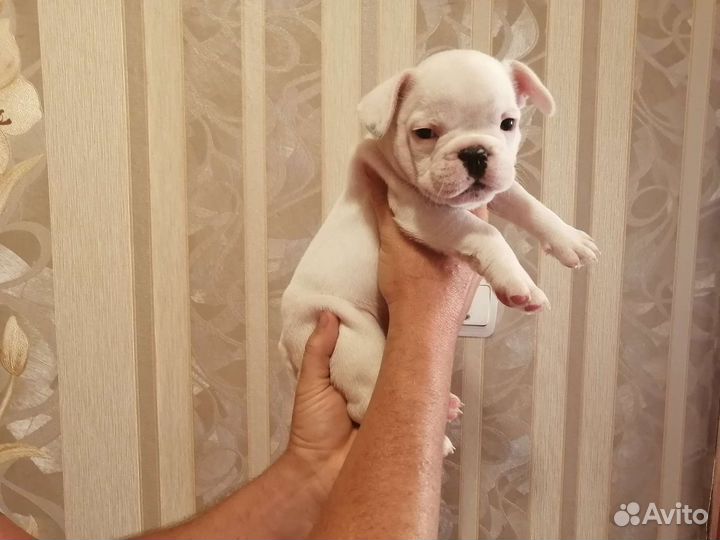 Французский бульдог щенки