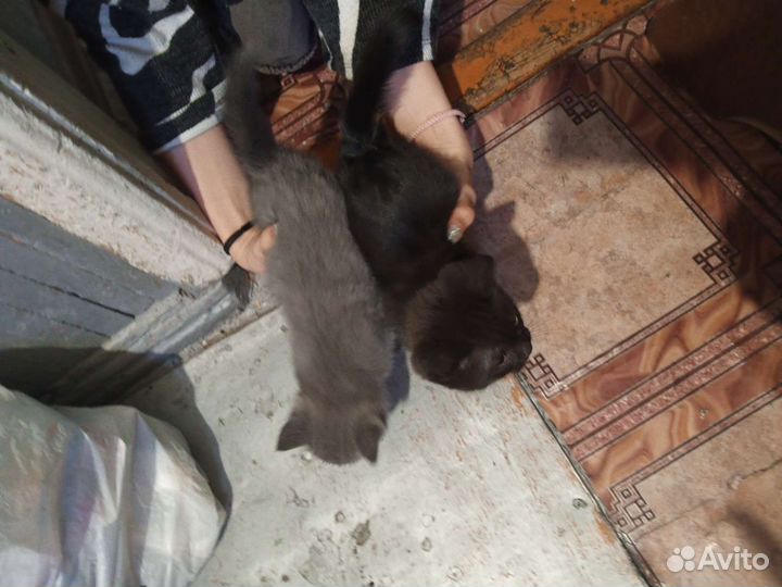 Британские котята