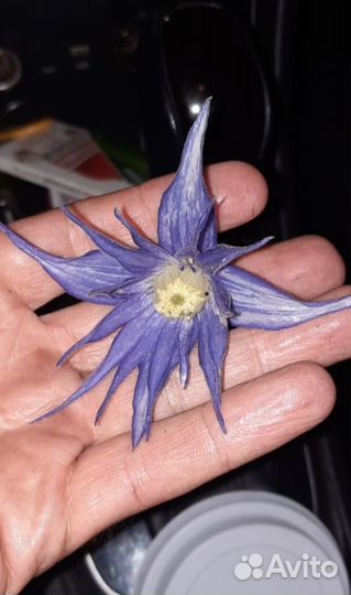 Клематисы княжики