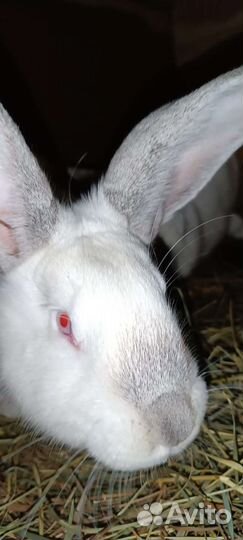 Кролики мясных пород