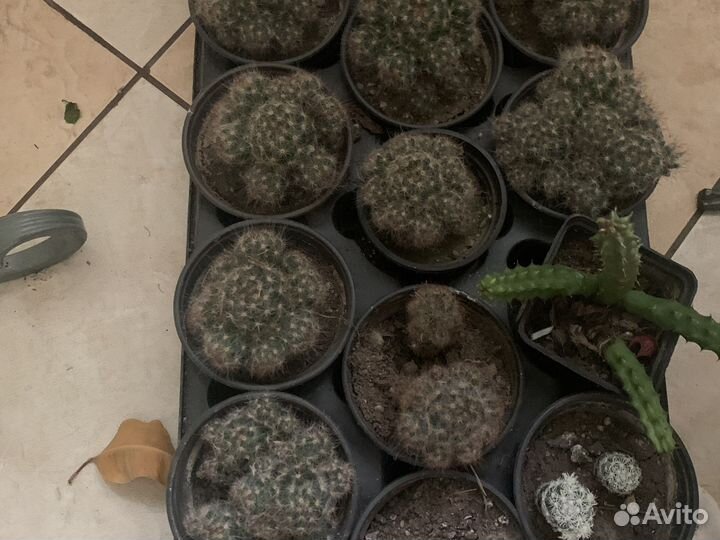 Комнатные растения цветы