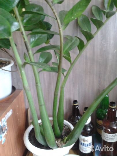 Замиокулькас большой