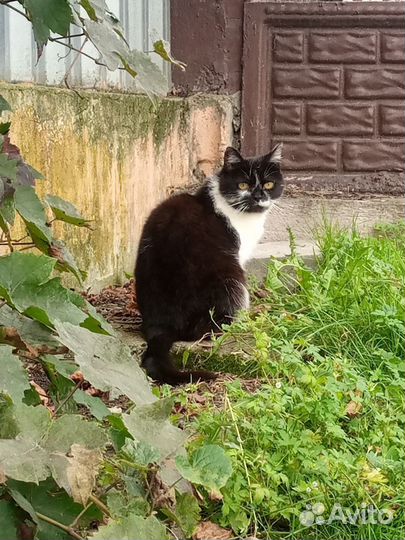 Кот бесплатно
