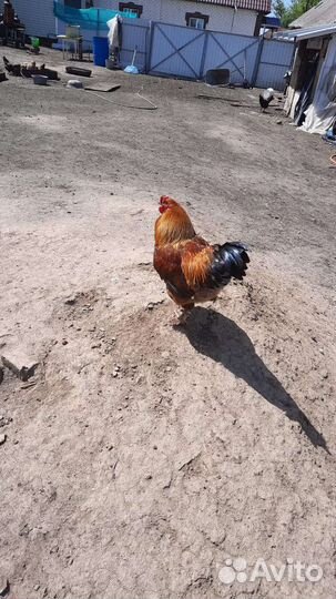 Петух