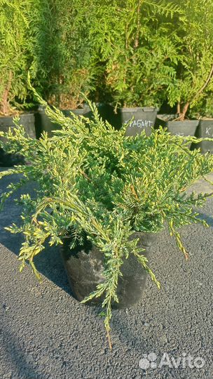 Можжевельник чешуйчатый Холгер