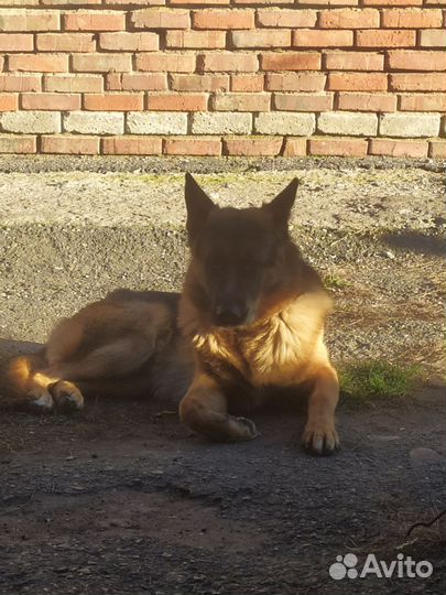 Немецкая Овчарка