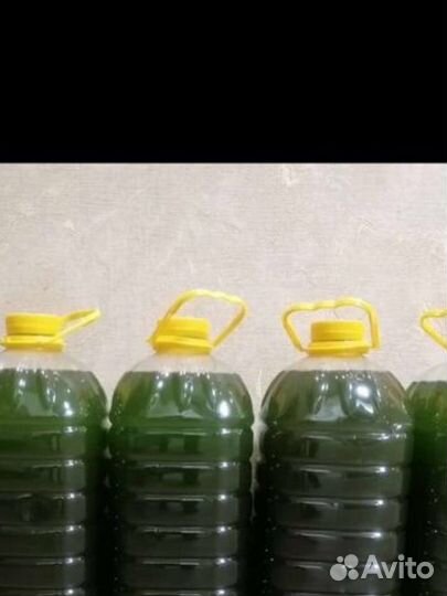 Хлорелла для пруда и водоемов