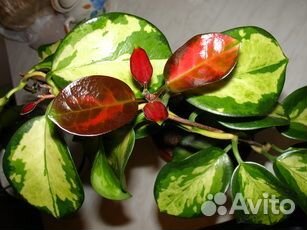 Хойя (разные) часть первая